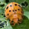 Mexican bean beetle .png